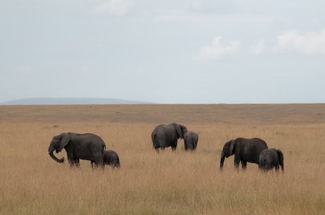 云南象群保护计划获得成功吗？