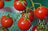如何使用番茄todo提高工作效率