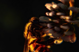 如何为小蜜蜂谋求生存空间