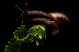蜗牛的生活习性
