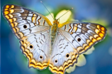 蝴蝶与王菲：优雅与感性的奇妙结合