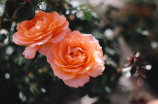 浪漫气息，玫瑰花系列头像让你充满甜蜜